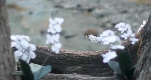 'Upstream Color', amor, libertad y ciencia ficción